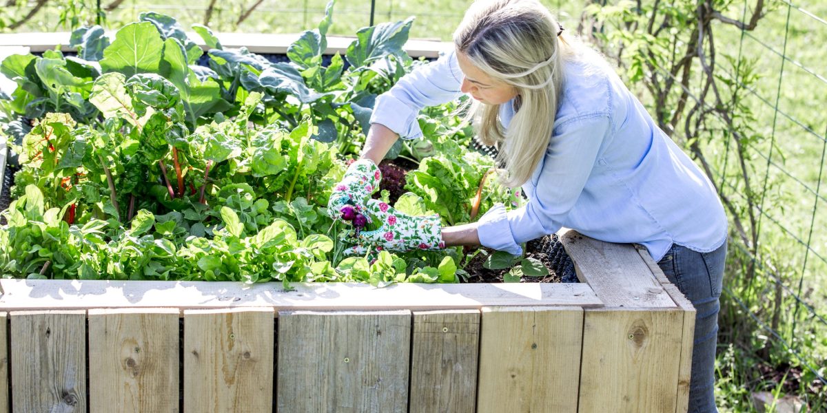 Moestuinbak plaatsen