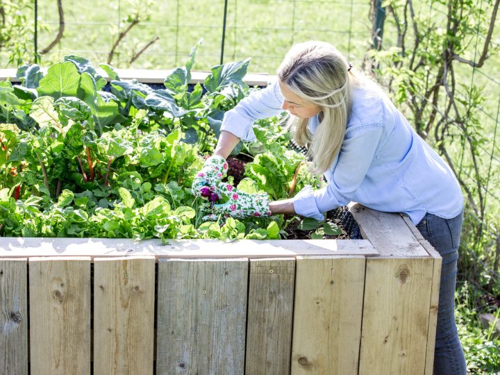 Moestuinbak plaatsen